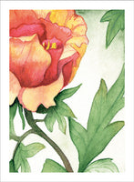 Grateful Peonies