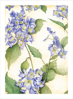 Grateful Blue Hydrangeas