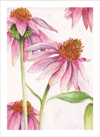 Grateful Echinacea