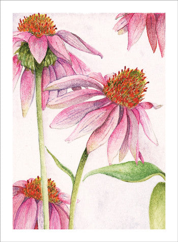 Grateful Echinacea – Kasini House Cards