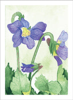 Grateful Violets