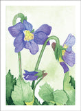 Grateful Violets